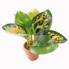 1Pcs 1/12 Miniature Plant Potted Model Garden Green Plant Ornaments Dollhouse Simulation Plant Decoration Toy
