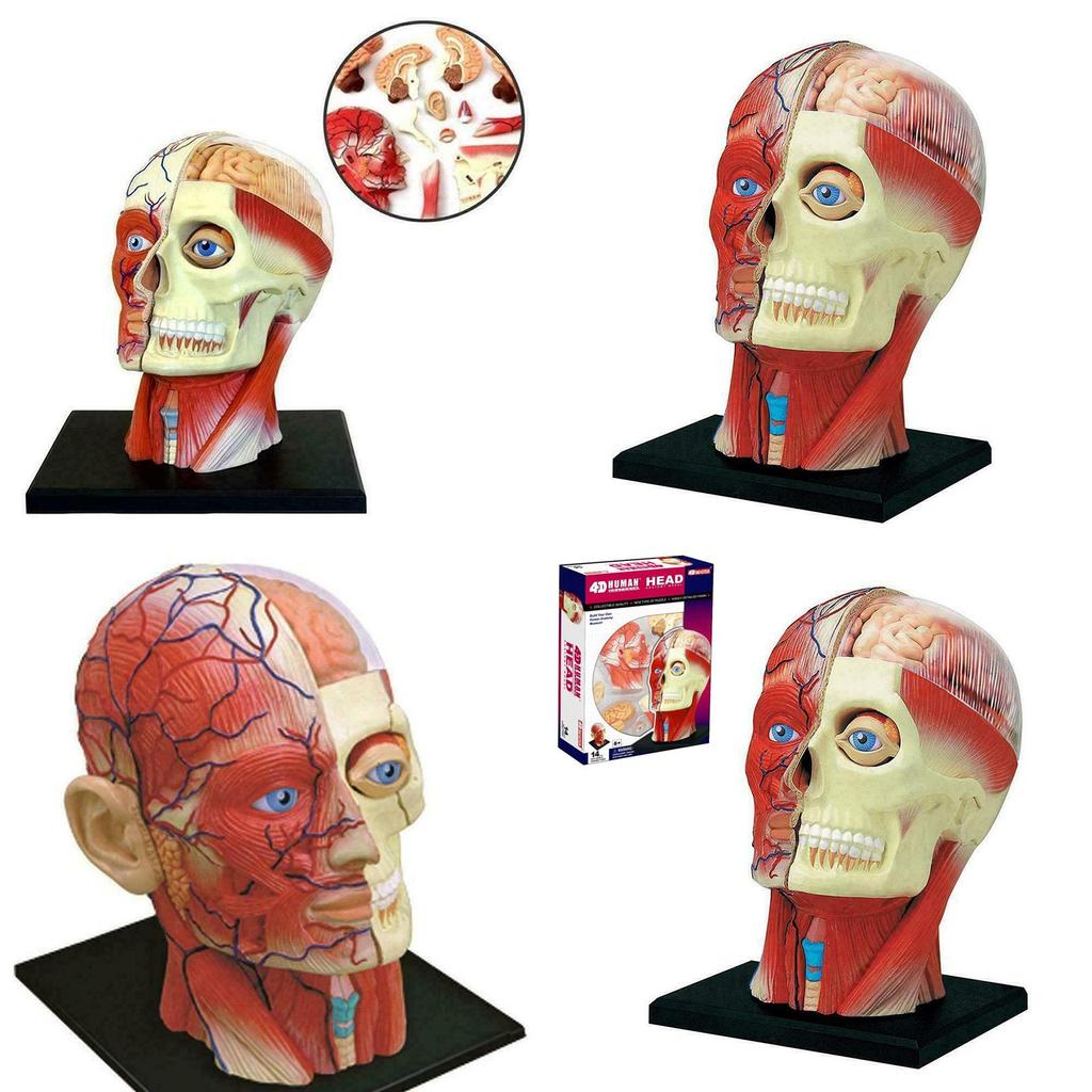Высококачественная модель человеческого черепа с мозгом для точного медицинского и школьного образования