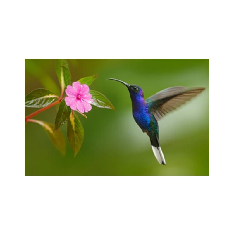 Плакаты и принты с колибри, картина на холсте, птицы, животные, куадрос, настенные художественные картины для гостиной, современный домашний декор, без рамки