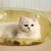 Гнездо для кошек Four Seasons Universal Cat Bed Диван для домашних животных Летняя подвесная кровать на присоске для сна у кошек Подвесная кровать для кошек на окно