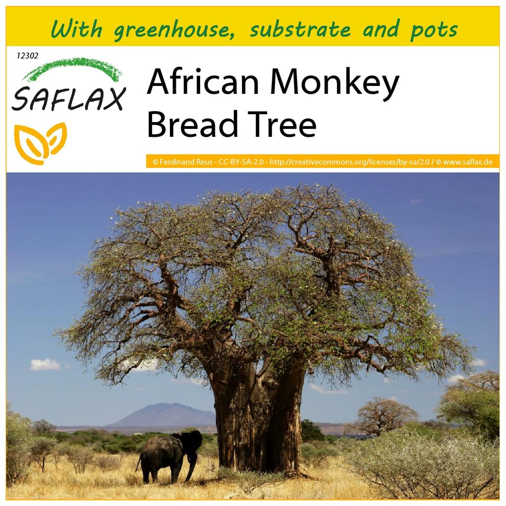 SAFLAX Набор для выращивания - Африканское баобабовое дерево - 6 семян - С мини-теплицей, посевным субстратом и 2 горшками - Adansonia digitata