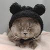 Four Seasons Pet Hat Bear Plush Headgear British Shorthair Cute Ears Cat Small Dog Funny Headwear Photo