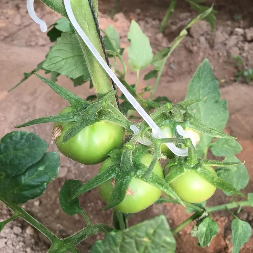 50 шт 13/16 см крючки для томатов шпалеры фиксированные пряжки крючки многоразовые зажимы для крепления лозы