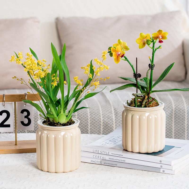 Elegant Self Watering Planter Translucent Stylish Water-saving Desktop Planter for Garden Enthusiast Lover Gift Transparent