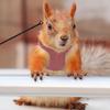 Yousheng Bearded Dragon Harness And Leash Set Adjustable Lizard Harness with Nylon Rope Small Animal Traction Rope Accessories for Bearded Dragon