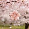 Friendship Cherry Blossom Pendant Ornaments Fluffy Flower Pendant Plush Flower Keychain  Gifts