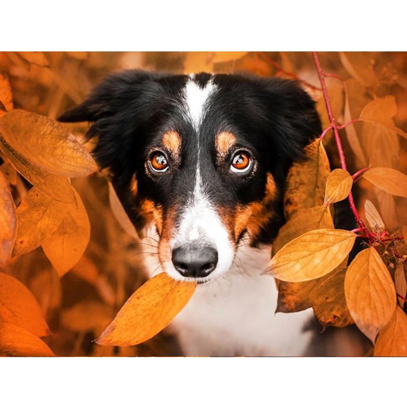 5D Diy Полный Круглый Квадратный Алмазная Картина Животных Собака Алмазная Вышивка Осенний Кленовый Лист Украшение Стены Домашнее Искусство