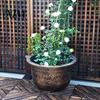 Large Capacity Decorative Planter Water Lily Planter, Vintage Round Plant Pot, Without Drainage Hole, Bowl with No Extra Plastic Flower Pot for Lotus,