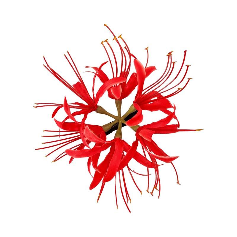1Pc Red Flower Hair Clip Side Clips for Women Girls Exquisite Tassel Petal Duckbill Clip Hairpins Bridle Jewelry Accessories