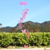 Butterfly Tubes Windchime Handmade Craft Door Hanging Pendant Bright Color Wall Decoration Chime for Home Garden Room Decoration