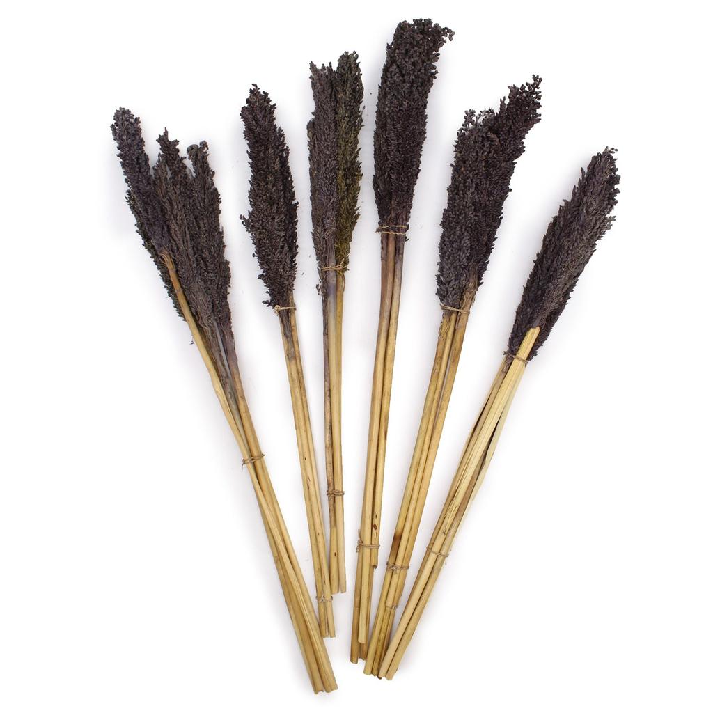Dried Cantal Grass Bunch Black 6 Pieces