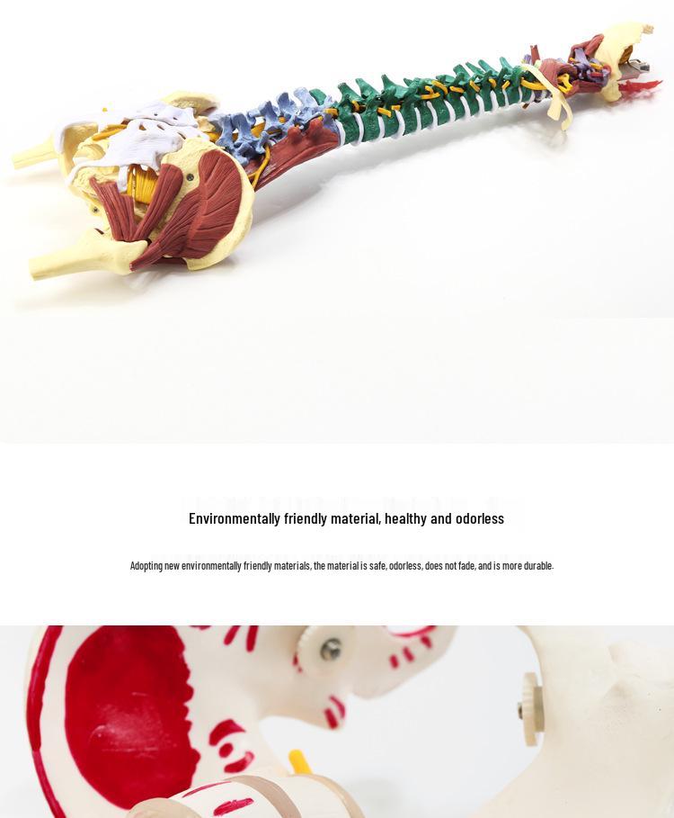 Взрослый 1:1 Модель позвоночника человека для хиропрактики - Шейный, Поясничный, и Демонстрация скелета