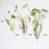 Transparent Wall Hanging Vase Hydroponics Plants Flowerpot Plant Propagation Vase  Wall Decor