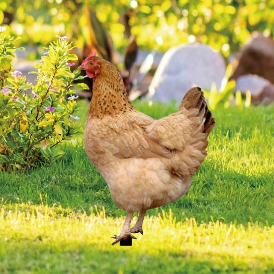 2 шт. садовые колышки акриловая скульптура петуха ручной росписи садовые фигурки курица садовые колышки декоративная скульптура курицы для уличного газона