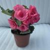Begonia 'Rigo': Double-petaled rose begonia with buds, blooms all seasons, easy-care, ideal for indoor balconies.