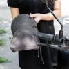 Мотоциклетные муфты на руль Мотоциклетные муфты Солнцезащитные перчатки на руль Мотоциклетные перчатки на руль