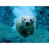 5D DIY Diamond Painting Sticker Suitable Polar Bear Animal Picture Full Drill Cross Stitch