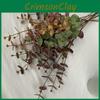Eucalyptus Money Leaf Stems For Indoor Outdoor Wedding Decoration Gift