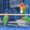 8 Pcs Bird Food Feeder Accessory for Parrots Hamster Snack Holder Feeding Tool