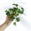 Имитация зеленого растения Суккуленты Руки на ощупь не увядшие Не выцветают Легкий уход Тонкая работа Орнамент Листья кориандра Искусственный лист