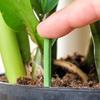 30 Pcs Plant Fertilizer Spikes Slow Release Nutrition Bars Planter Insert Fertilizer Sticks for Indoor Flower And Foliage Houseplants