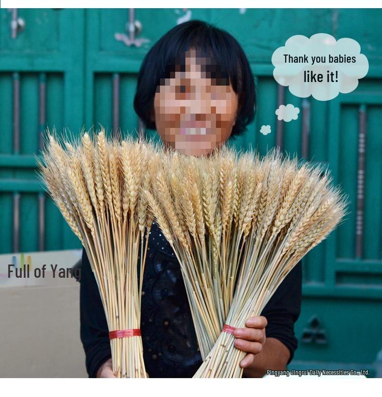 Natural Wheat Ear Dried Flower Bouquet: Barley Decor for Living Room, Bedroom, or Shop