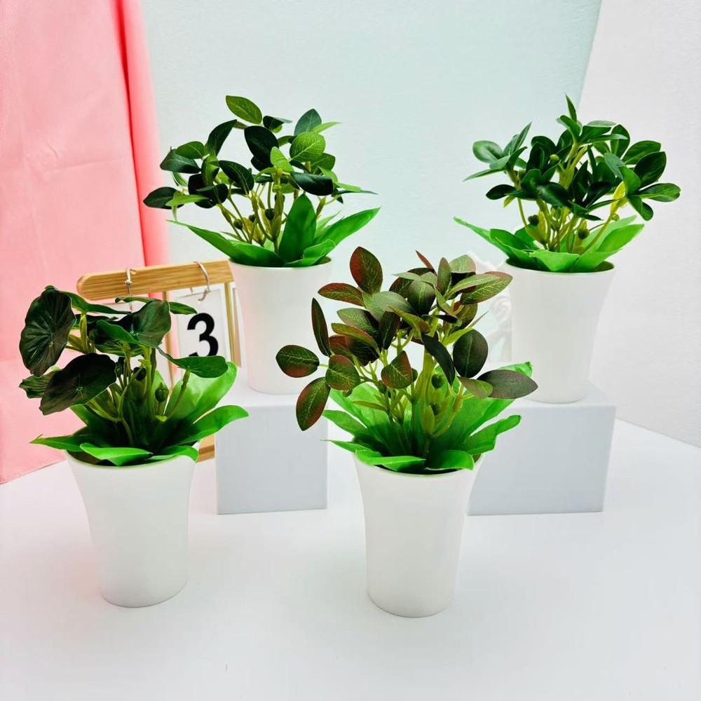 Мимоза Стыдливая Шеффлера Восьмилистная Зеленое Растение для Домашнего Декора Настольное