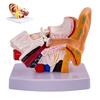 Professional Human Ear Model Anatomy PVC Plastic Anatomical Ear Model for Science Classroom Study Display