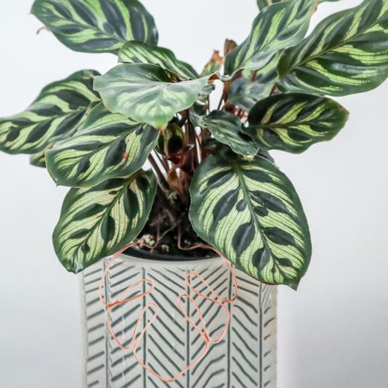 Подставка для растений в форме монстеры, нержавеющая, устойчивая к коррозии, простая установка, опора для горшечных растений, опорная стойка в форме цветка, опорная свая