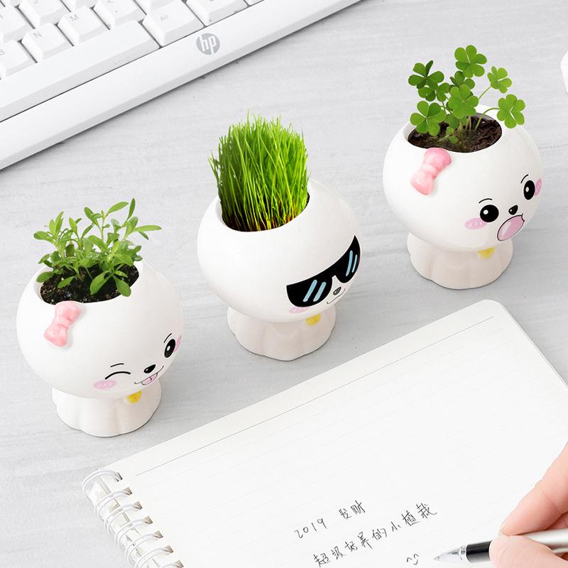 Creative Potted Plant Gifts for Kindergarten Birthdays and School Prizes