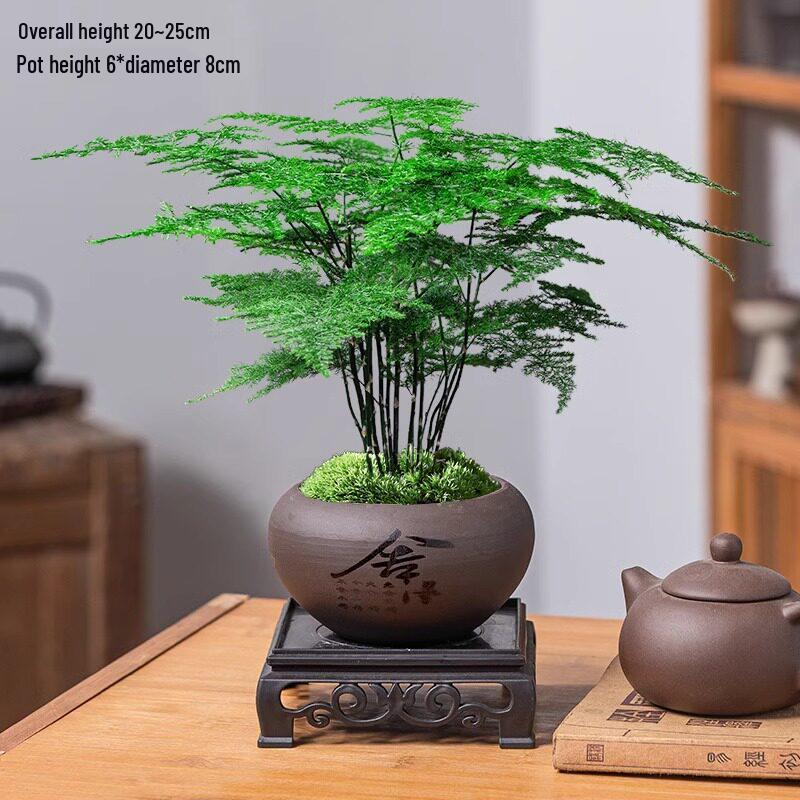Asparagus Fern Indoor Bonsai: Easy-Care Evergreen for Home or Office Decor.
