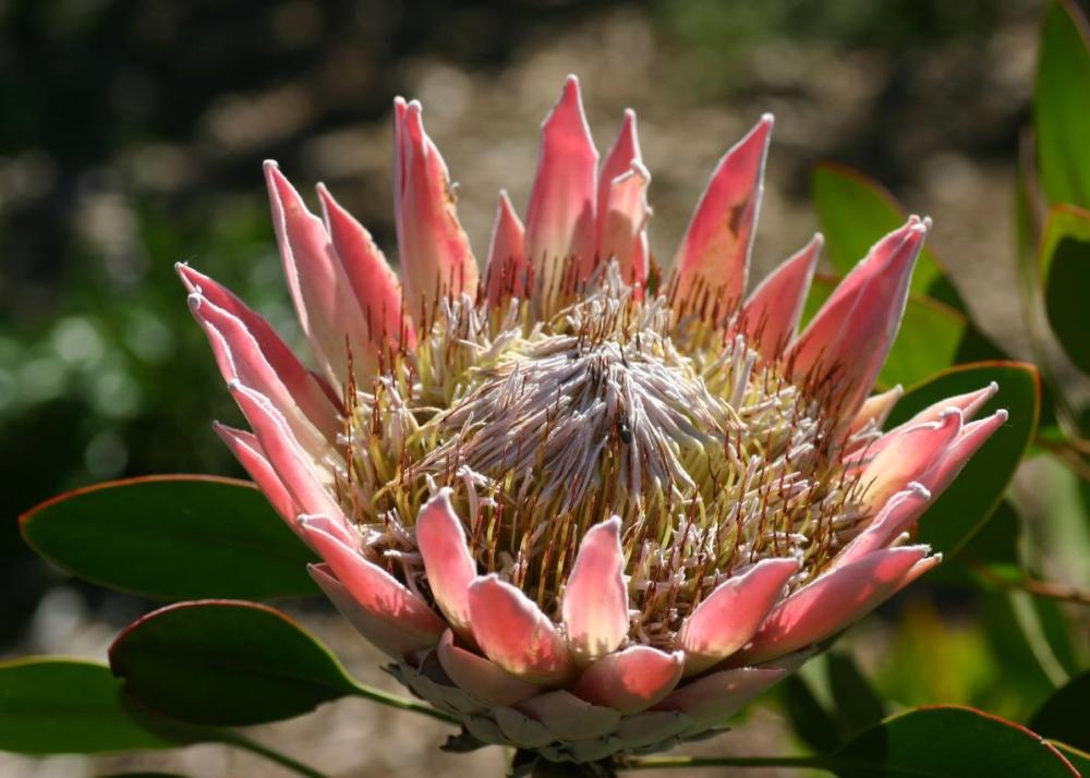 SAFLAX Giant King Protea - 5 семян - С горшечным субстратом для лучшего выращивания - Protea cynaroides