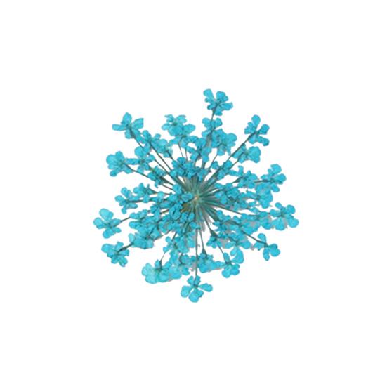 100шт прессованный сушеный цветок Ammi Majus из эпоксидной смолы для ногтей DIY Декор для телефона