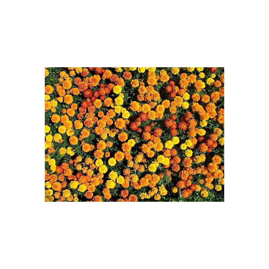 Auntie Sevin Calendula Flower, Orange Narcissus, Pol Marigold, Calendula Officinalis, 40grams.