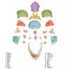 ERLER ZIMMER (Germany) 22-Section Magnetic Skull Model for Craniosacral and Craniosacral Therapy [Back In Stock]