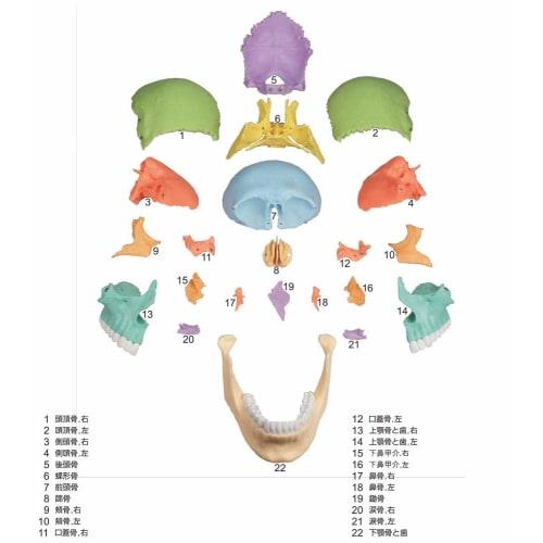 ERLER ZIMMER (Germany) 22-Section Magnetic Skull Model for Craniosacral and Craniosacral Therapy [Back In Stock]