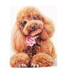 5D Diamond Painting Full Drill Round Poodle Diamond Embroidery Cross Stitch Picture Of Rhinestone Dog Animal Decoration