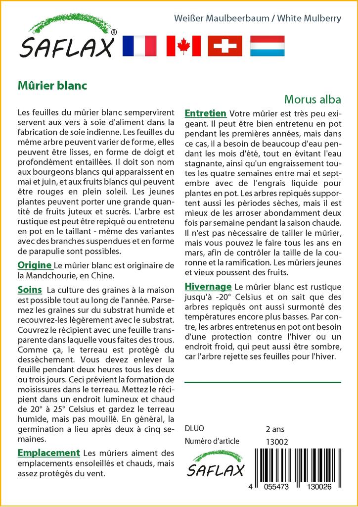 SAFLAX Шелковица белая - 200 семян - Morus alba