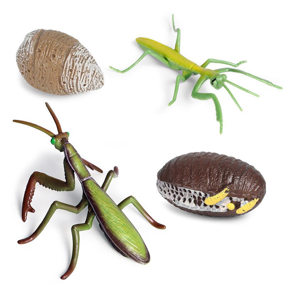Grasshopper Cycle Mantis Figurine Snail Growth Cycle Life Cycle Figures Praying Mantis Toy