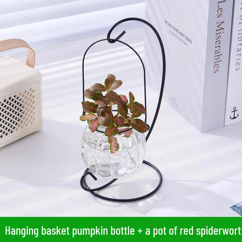 Indoor Desktop Murraya: Easy-Care Blooming Green Hydroponic Plants for Office & Living Room