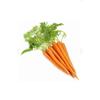 Carrot Seed 20 Gr High Yield Fleshy Early Carrot Seed