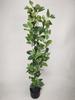 Artificial Fittonia High Quality Artificial Premium Plant Ficus 100
