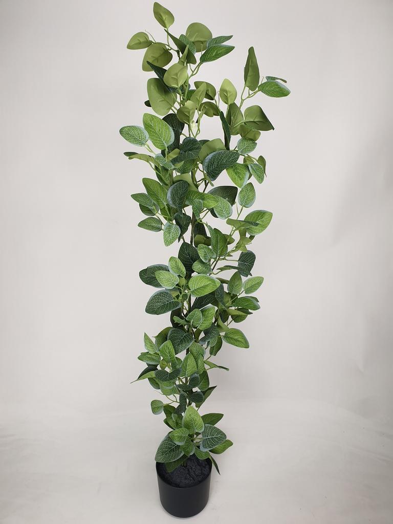 Artificial Fittonia High Quality Artificial Premium Plant Ficus 100