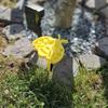 3D-printed Insect Water Cup Plastic Bee Water Dispenser Bee Water Station  Balcony