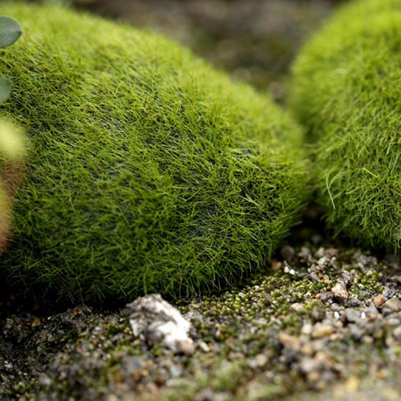 2/4/5/8/10 шт. микропейзаж мох зеленая трава фигурки миниатюрные украшения для мини DIY сказочный сад аквариум моделирование статуя ремесло