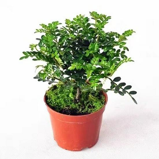 Fragrant Woodland Leaves Small Potted Bonsai for Office Desktop - Free Shipping