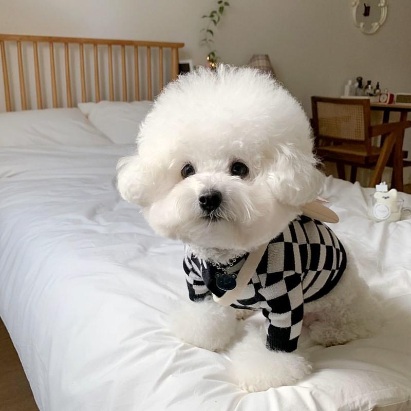 Bixin Pet Knitted Sweater Fashion Checkerboard Dog Clothes Teddy Bichon Pomeranian Cat VIP Autumn And Winter Clothes