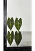 Colored Leaf Caladium Embossing: Rare Pressed Flower Specimen for Teaching & Photo Frames