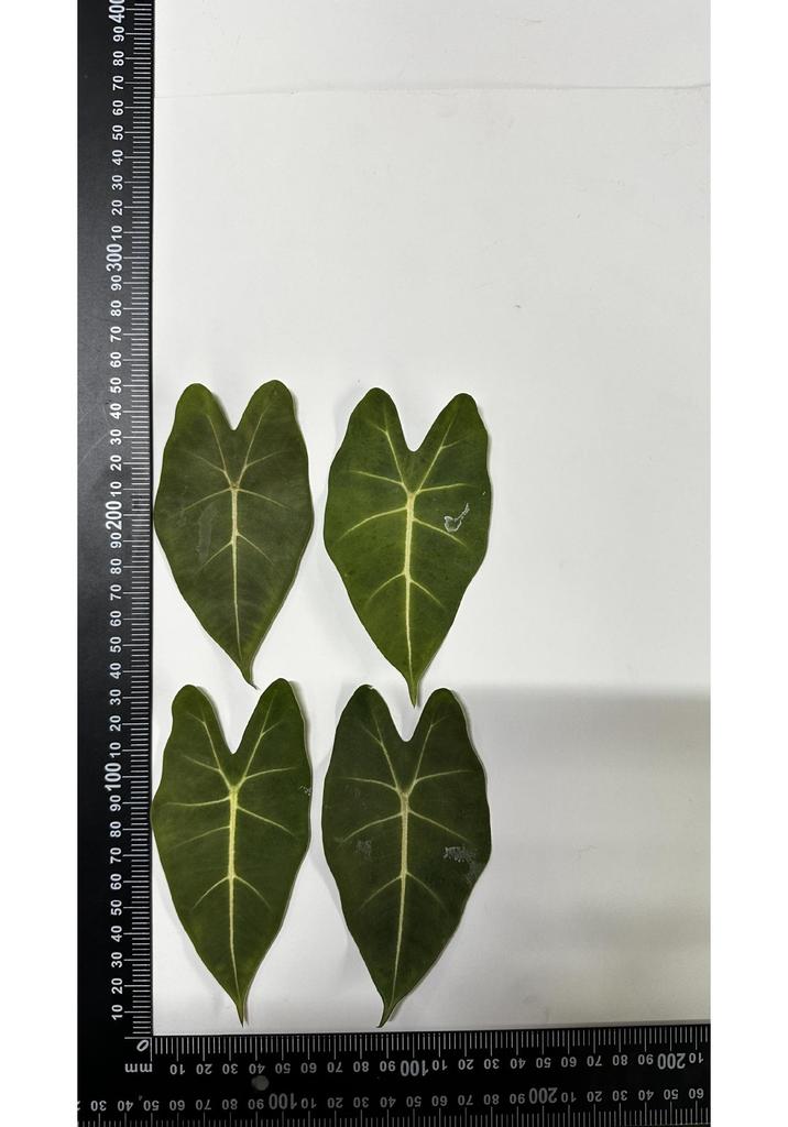 Colored Leaf Caladium Embossing: Rare Pressed Flower Specimen for Teaching & Photo Frames