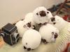 Sanei Boeki Pokemon ALL STAR COLLECTION Wooloo x D15 x Plush Toy Pokemon PP152 (S) W11.5 H12.5cm